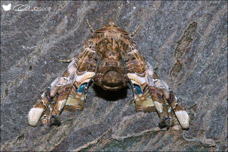 Eutelia adulatrix - Noctuidae