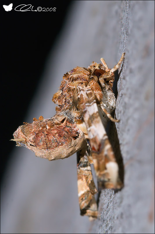 Eutelia adulatrix - Noctuidae