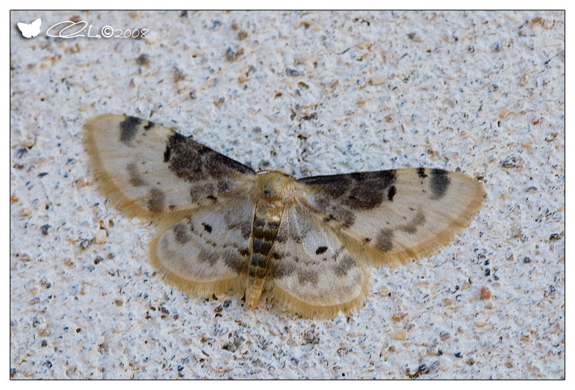 Idaea filicata - Geometridae Sterrhinae (Adulto)