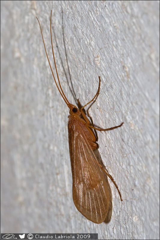 Halesus sp.