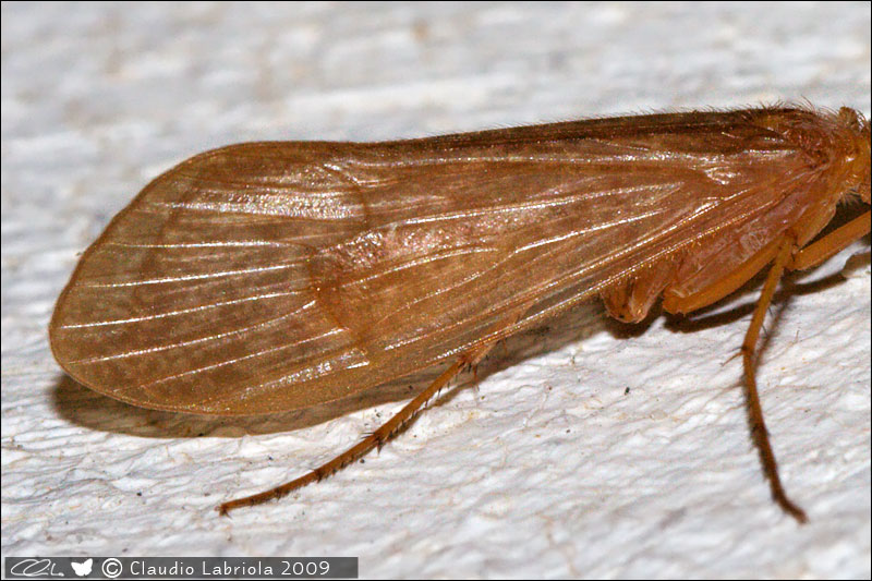 Halesus sp.