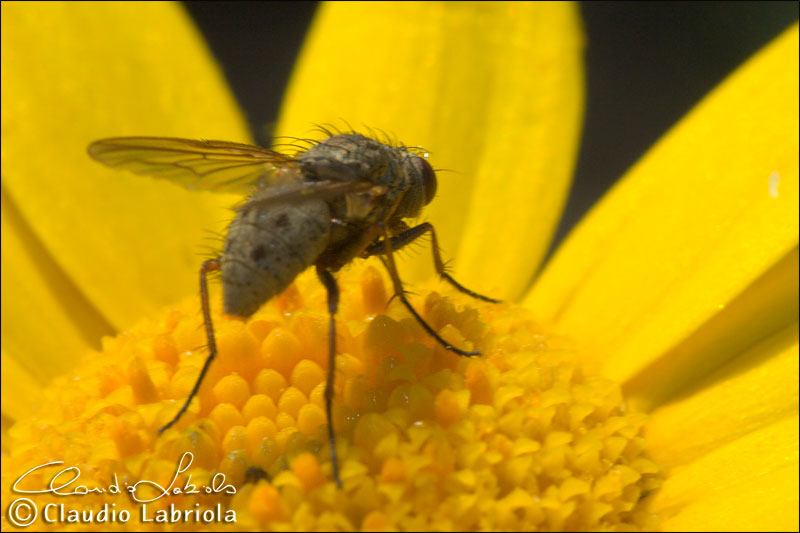 Helina reversio - Muscidae Phaoniinae