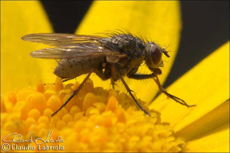 Helina reversio - Muscidae Phaoniinae