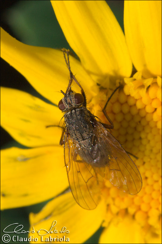 Helina reversio - Muscidae Phaoniinae