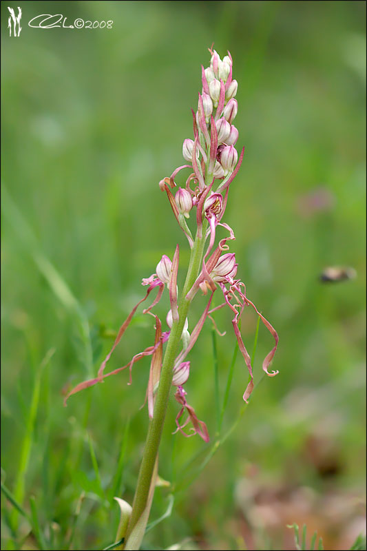 Himantoglossum adriaticum