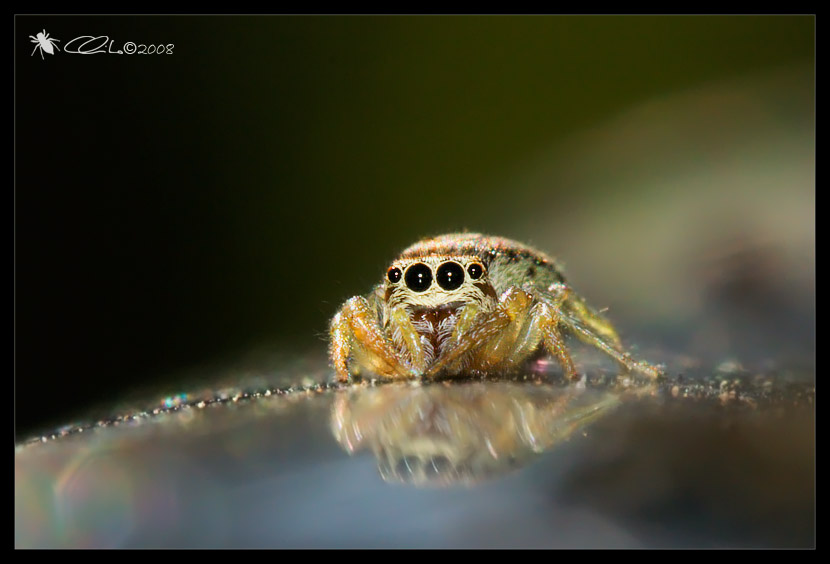Icius sp. femmina