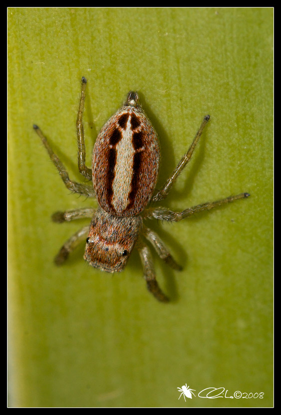 Icius sp. femmina