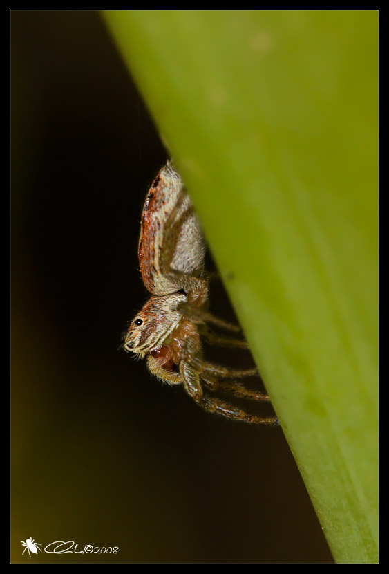 Icius sp. femmina