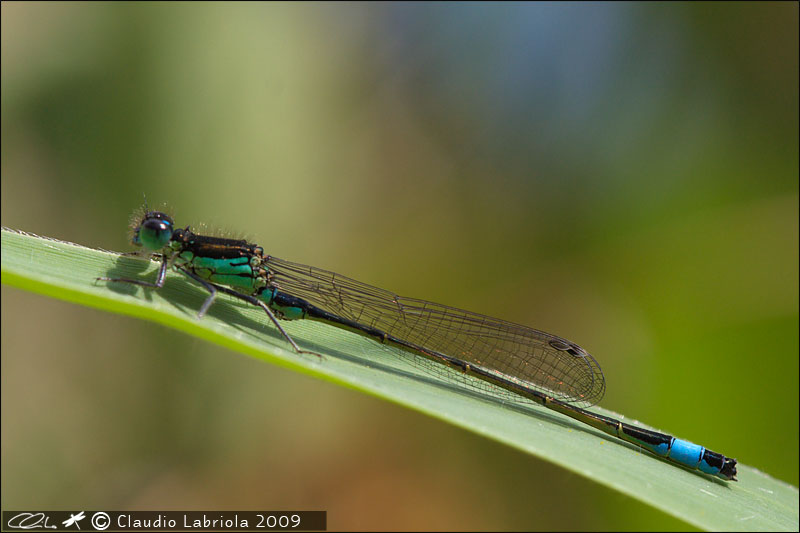 Ischnura elegans - Coenagrionidae