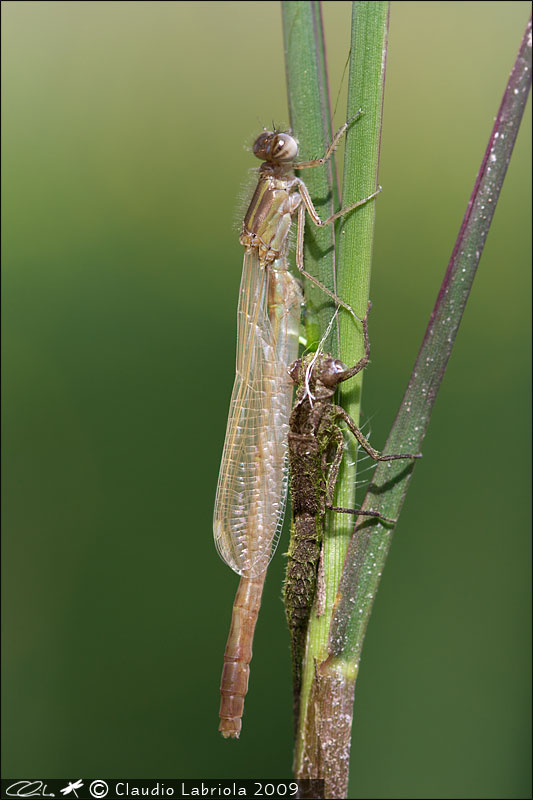 Ischnura elegans - Coenagrionidae