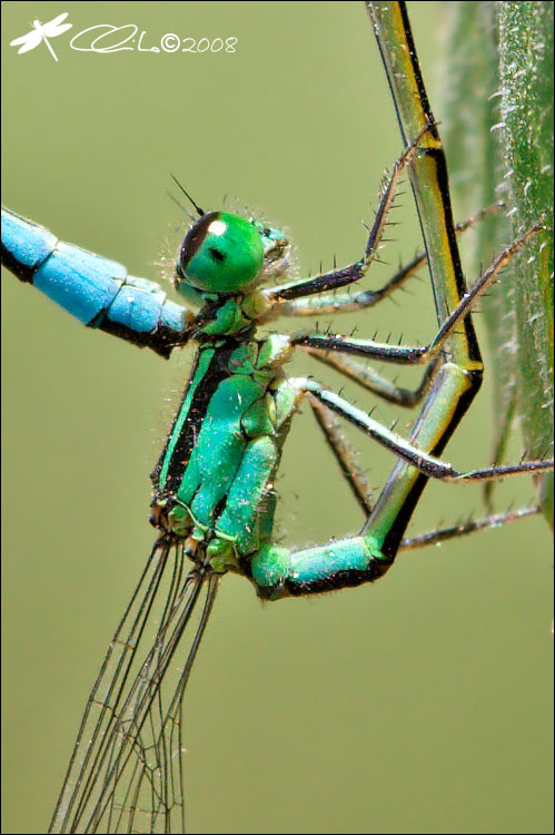 Ischnura elegans - Accoppiamento in dettaglio