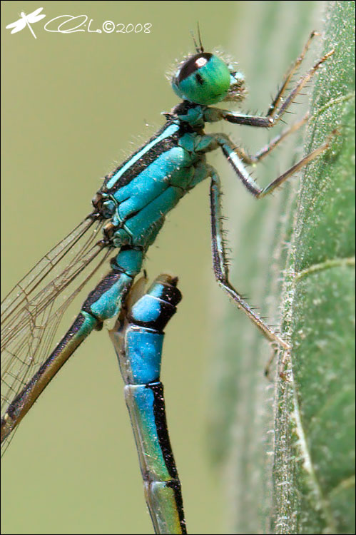 Ischnura elegans - Accoppiamento in dettaglio