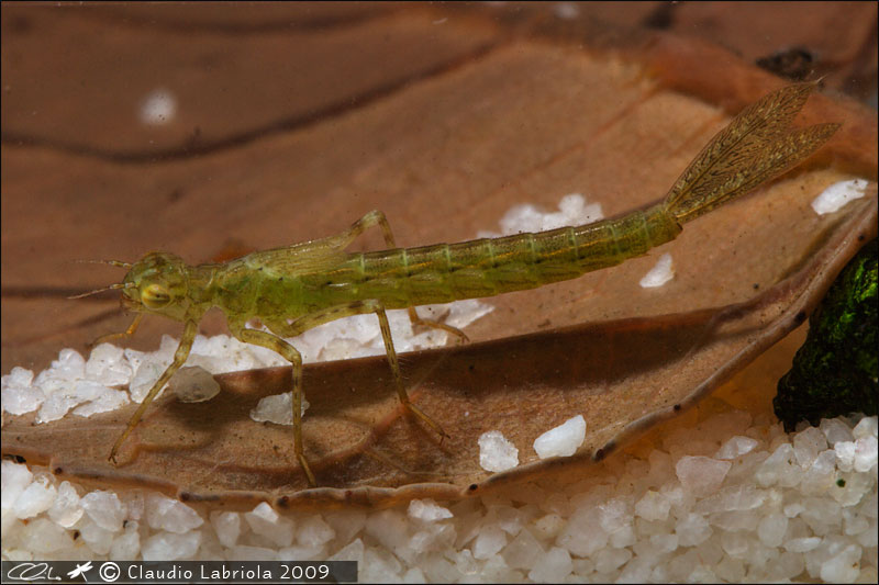 Ischnura elegans - Coenagrionidae