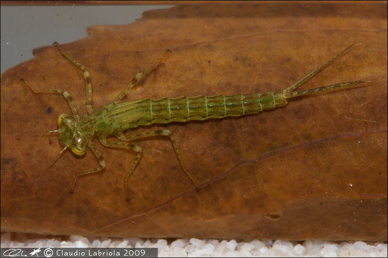 Ischnura elegans - Coenagrionidae