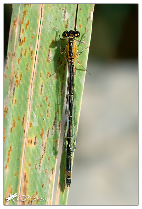 Ischnura elegans - Coenagrionidae