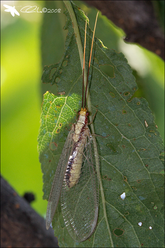 Italochrysa italica - Chrysopidae