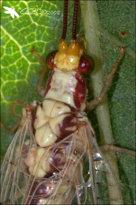 Italochrysa italica - Chrysopidae