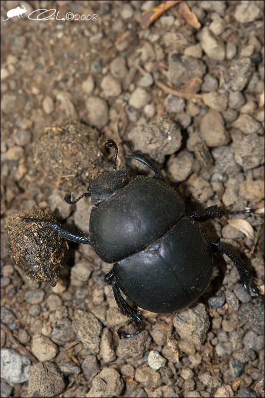 Jekelius intermedius - Geotrupidae