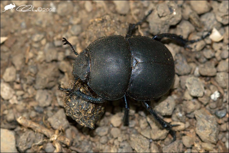 Jekelius intermedius - Geotrupidae