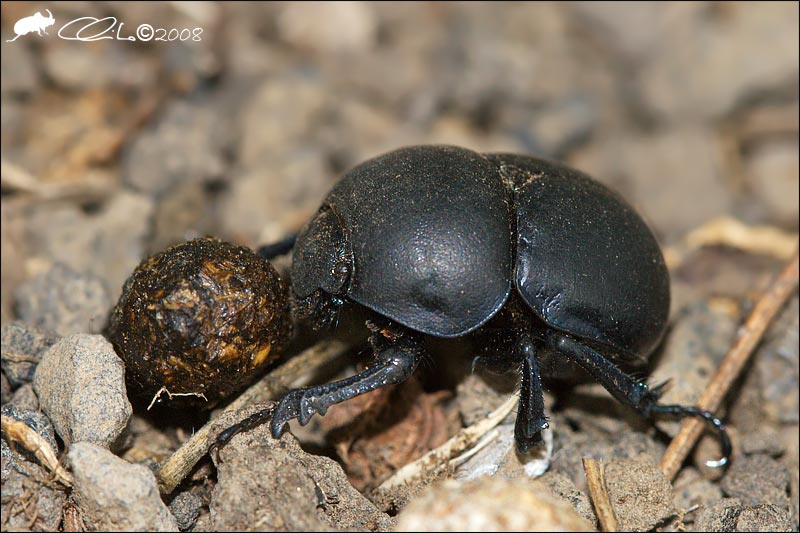 Jekelius intermedius - Geotrupidae