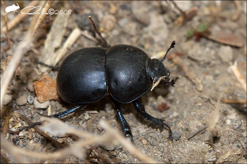 Jekelius intermedius - Geotrupidae