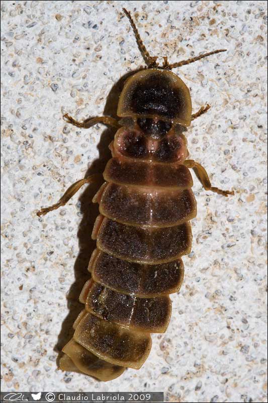 Lampyris sp. (femmina) - Lampyridae