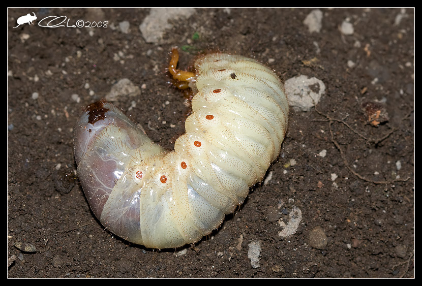 Larva di coleottero: Oryctes nasicornis (Dynastidae)