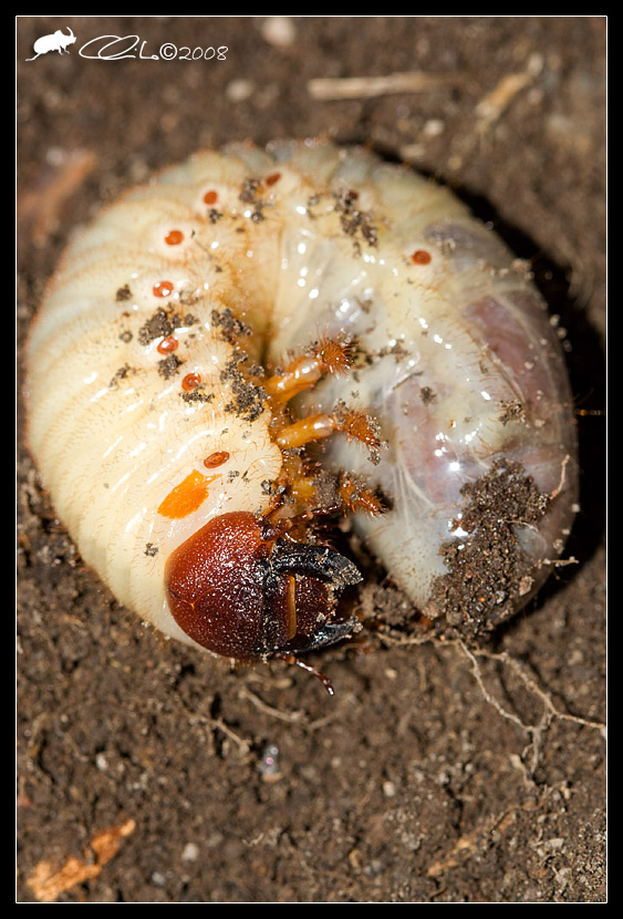 Larva di coleottero: Oryctes nasicornis (Dynastidae)