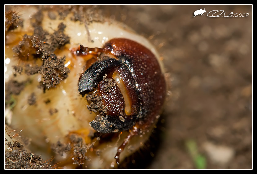 Larva di coleottero: Oryctes nasicornis (Dynastidae)