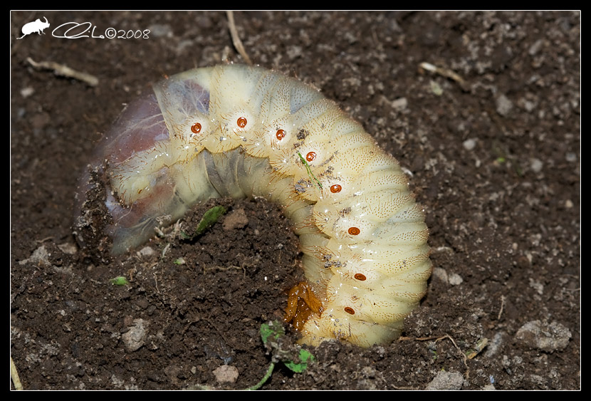 Larva di coleottero: Oryctes nasicornis (Dynastidae)