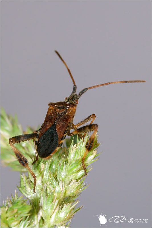 Leptoglossus occidentalis - Coreidae