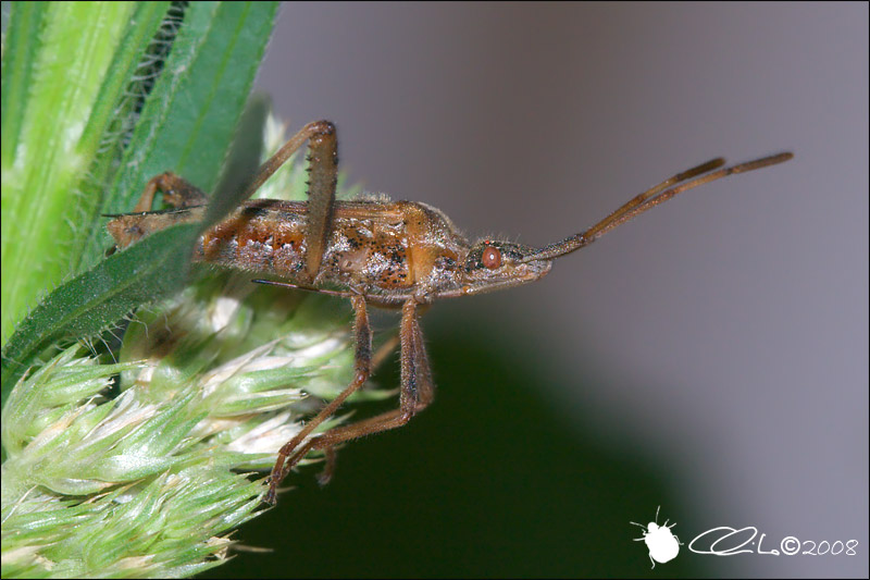 Leptoglossus occidentalis - Coreidae