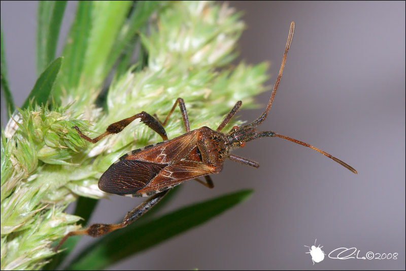 Leptoglossus occidentalis - Coreidae