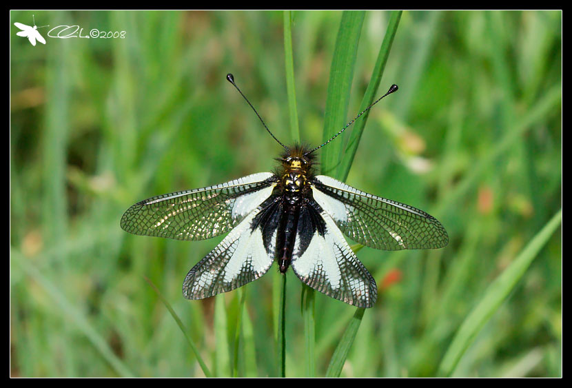 Libelloides coccajus - Ascalaphidae