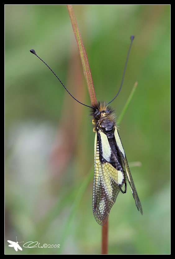 Libelloides coccajus - Ascalaphidae