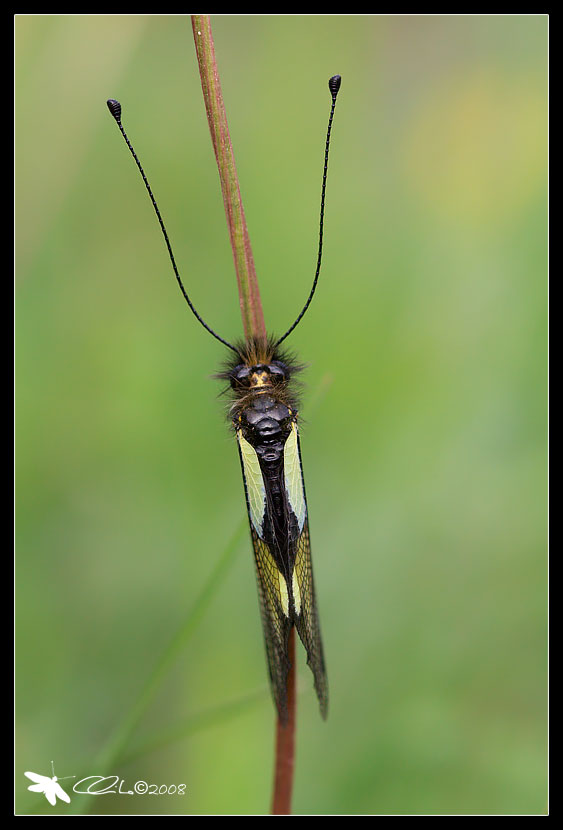 Libelloides coccajus - Ascalaphidae