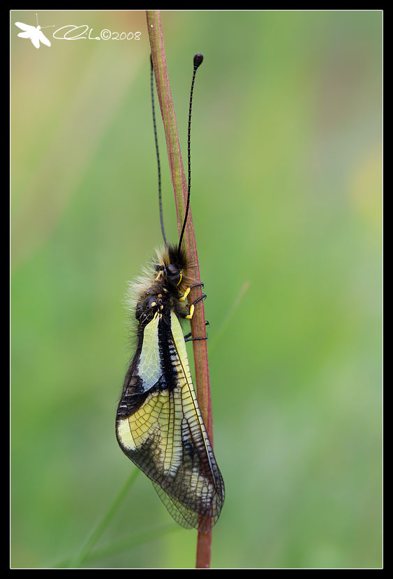 Libelloides coccajus - Ascalaphidae