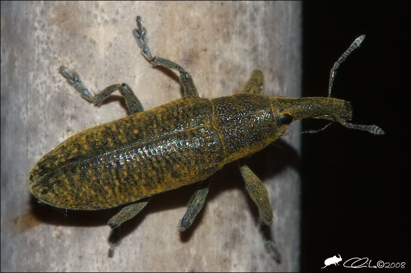 Lixus pulverulentus - Curculionidae