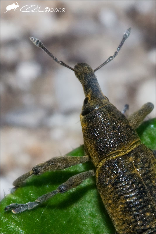 Lixus pulverulentus - Curculionidae