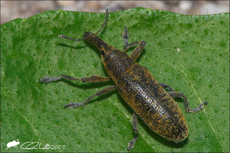 Lixus pulverulentus - Curculionidae