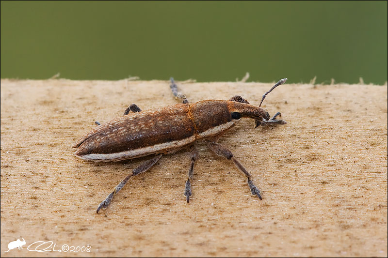 Lixus ascanii  Lago D''Averno (Pozzuoli)