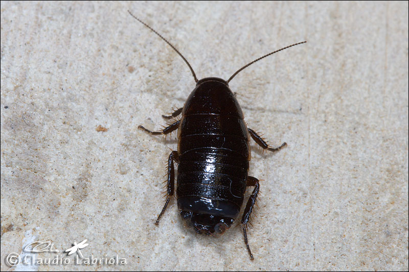 Loboptera decipiens - Blattellidae