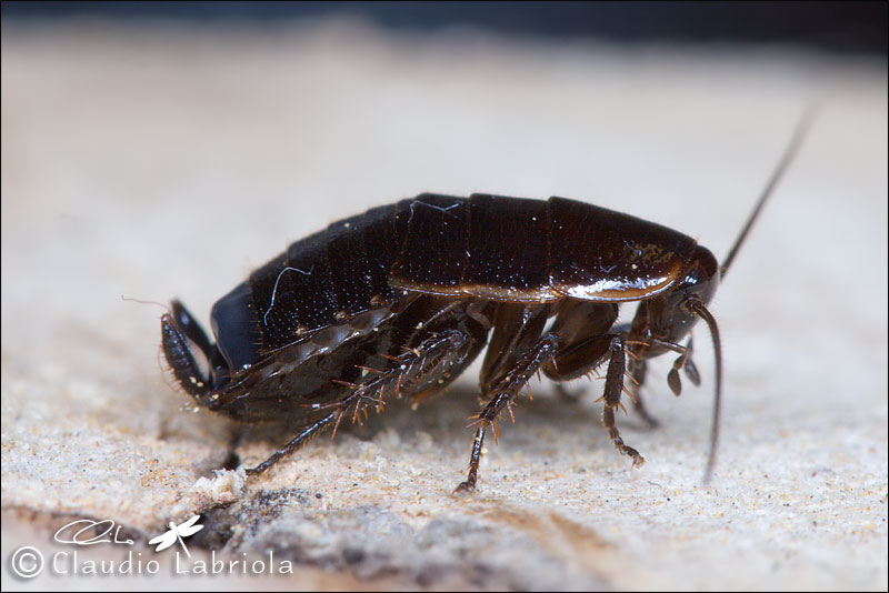 Loboptera decipiens - Blattellidae