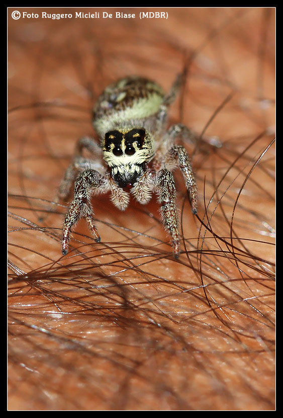 Eris nidicolens (Femmina) - Salticidae