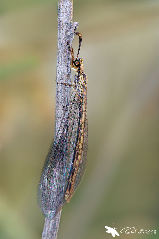 Macronemurus appendiculatus - Myrmeleontidae