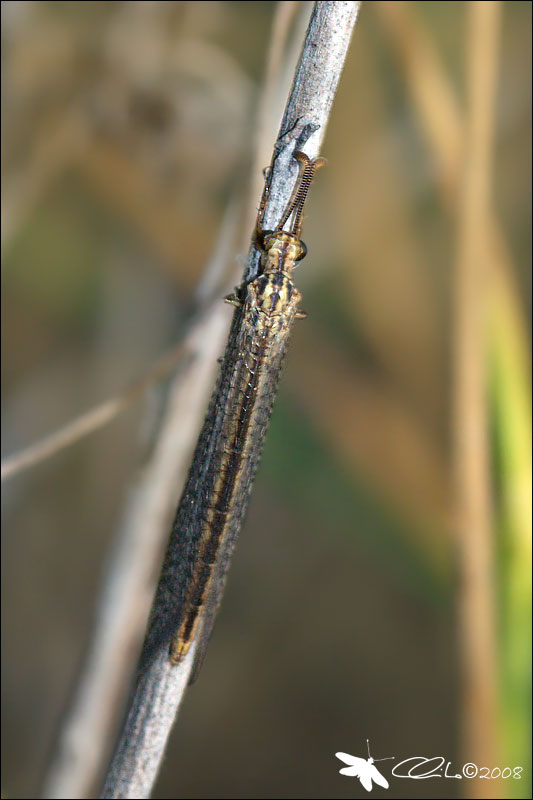 Macronemurus appendiculatus - Myrmeleontidae