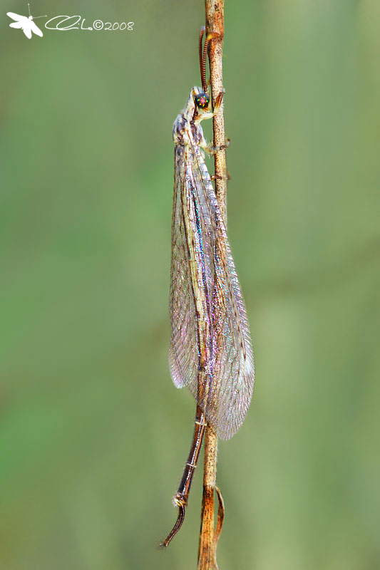 Macronemurus appendiculatus - Myrmeleontidae