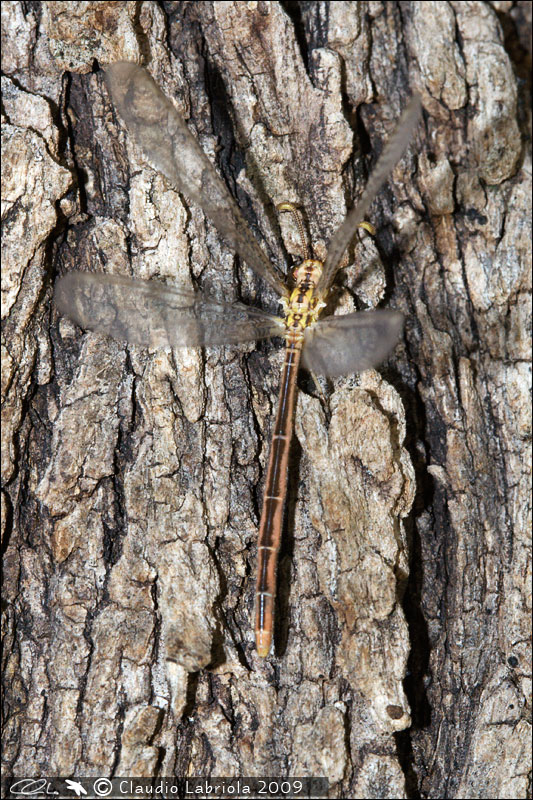 Macronemurus appendiculatus - Myrmeleontidae