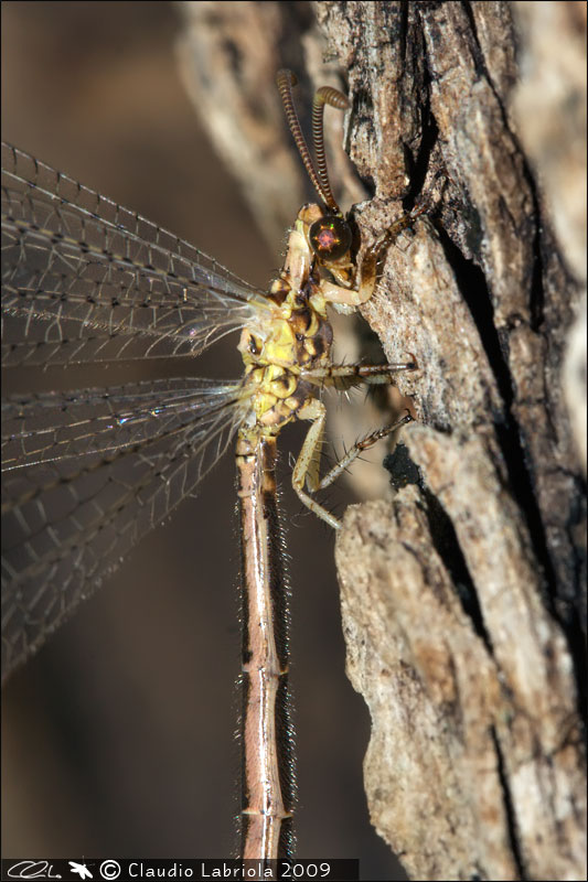 Macronemurus appendiculatus - Myrmeleontidae