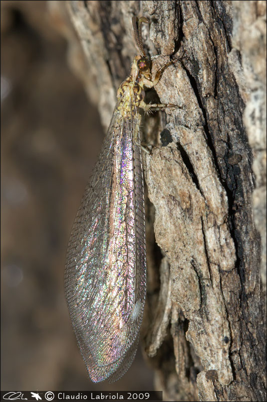 Macronemurus appendiculatus - Myrmeleontidae